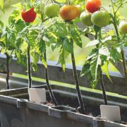 Parcours Formation | Jardins comestibles en contenants | Plans de tomates en contenants