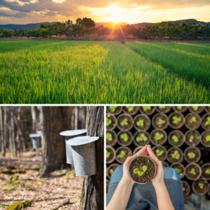 Parcours Formation | cours formations agricoles, acéricolte, horticole | 3 images d'un champ avec une forêt et soleil au loin, arbres avec seaux pour la récolte de sève, pots de semis qui ont commencé à pousser