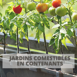 Parcours Formation | Jardins comestibles en contenants | Plans de tomates en contenants