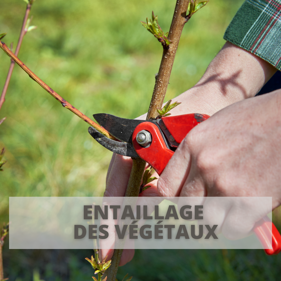 Parcours Formation | cours entaillage des végétaux, arbres, arbustes, plantes | un homme qui coupe une petite branche prêt du tronc d'un arbuste avec un sécateur à main