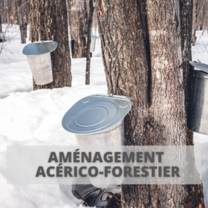 Parcours Formation | Cours aménagement acérico-forestier | forêt d'érable en hiver avec ses seaux pour la récolte d'eau d'érable, sève