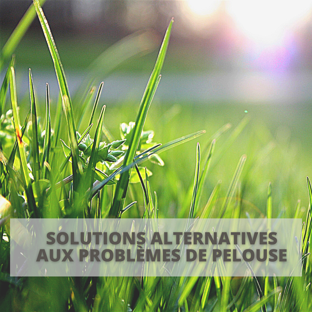 Parcours Formation | Solutions alternatives aux problèmes de pelouse | brins de gazon verts
